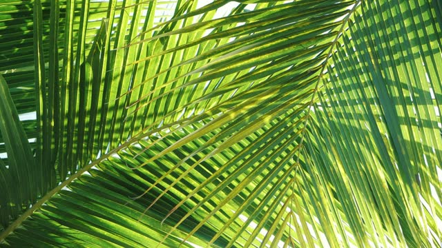 Tropical coconut palm leaf swaying in the wind with sun light, Summer background, slow motion.