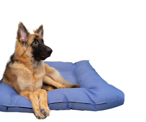 Dog lying on sofa bed  with look up on isolated white background stock photo