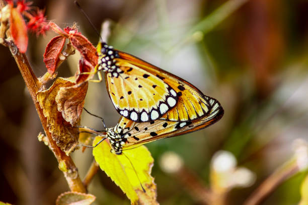 istock THE MATING OF THE BUTTERFLIES 1297564668