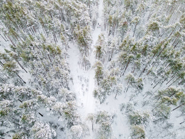istock Winter road in snowy forest 1297566643