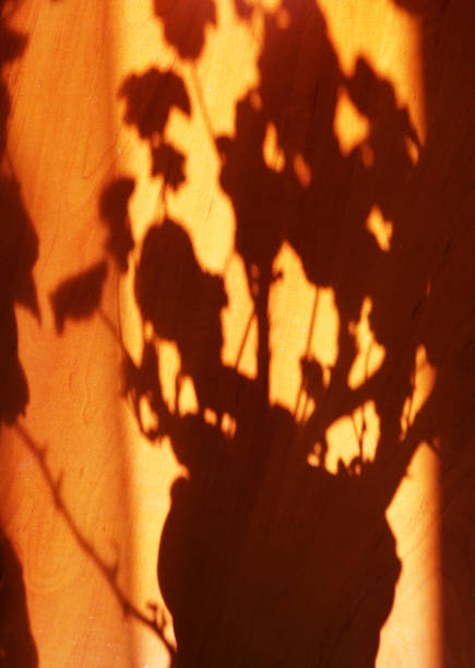istock shadow on a wooden surface from a houseplant in a pot 1297566906