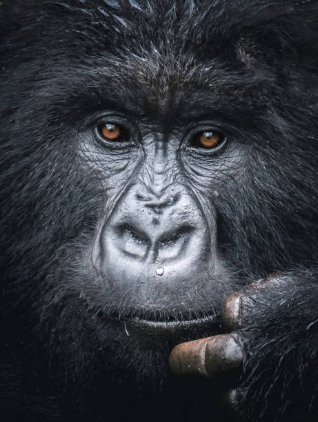 pensée de gorille de montagne - gorilla safari animals wildlife photography photos et images de collection
