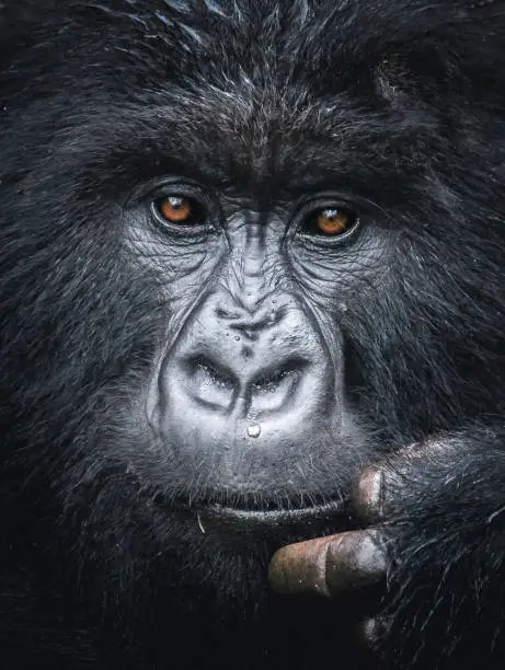Photo of Mountain Gorilla Thinking