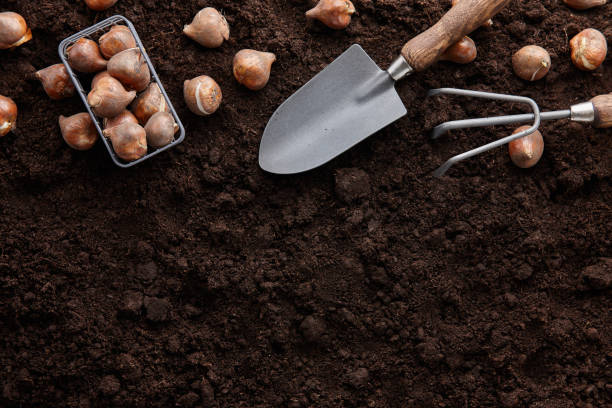 Planting tulip bulbs in soil Tulip bulbs and garden tools on soil background, copy space plant bulb stock pictures, royalty-free photos & images