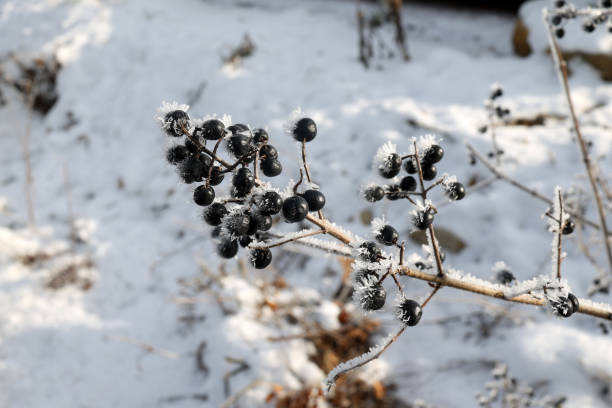 istock Black berries are covered with frost in the cold 1297571166