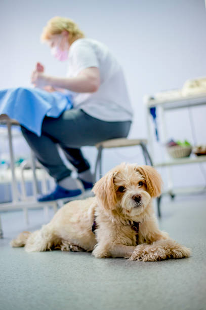 istock Dog in physiotherapist ordination 1297572042