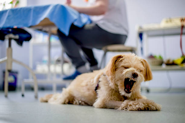 istock Dog in physiotherapist ordination 1297572061