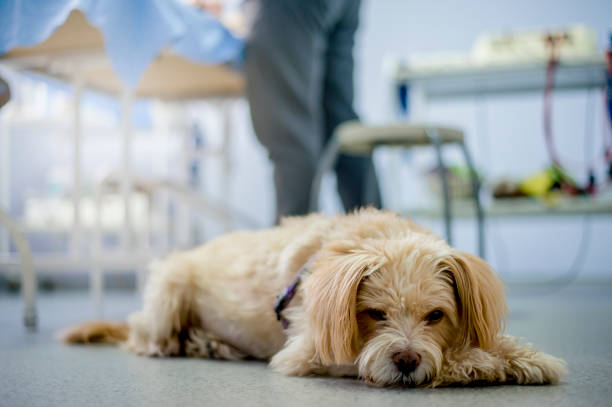 Dog in physiotherapist ordination