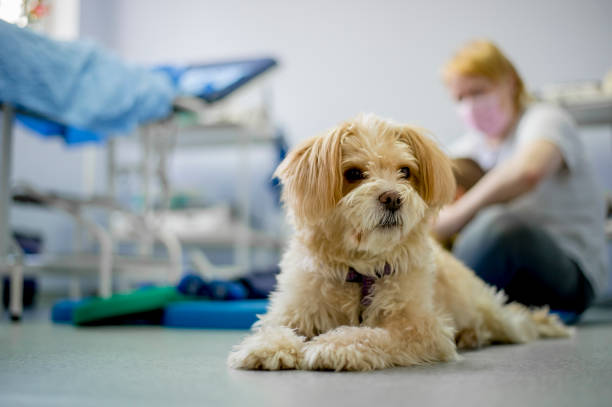 Dog in physiotherapist ordination Dog on floor in ordination while physiotherapist doing with child exercise physical therapy recovery touching human knee stock pictures, royalty-free photos & images