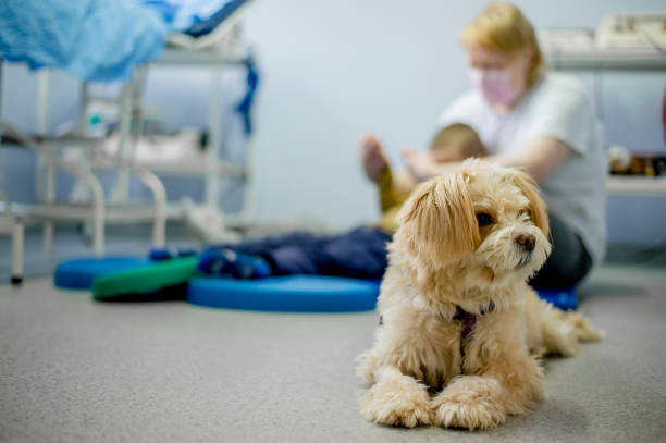 istock Dog in physiotherapist ordination 1297572108