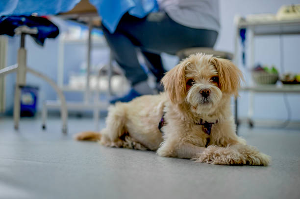 istock Dog in physiotherapist ordination 1297572126