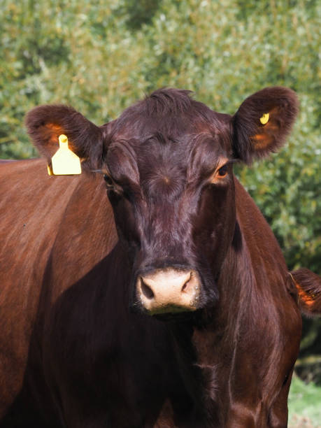 istock Rare Breed Cow Headshot 1297572141