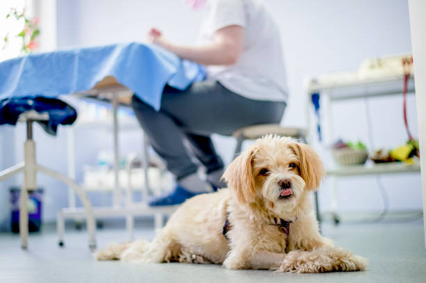 istock Dog in physiotherapist ordination 1297572146