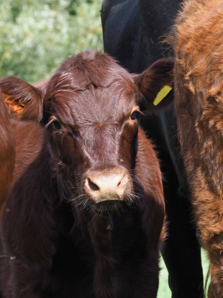 istock Rare Breed Calf Headshot 1297572184