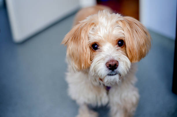 istock Dog in physiotherapist ordination 1297572595