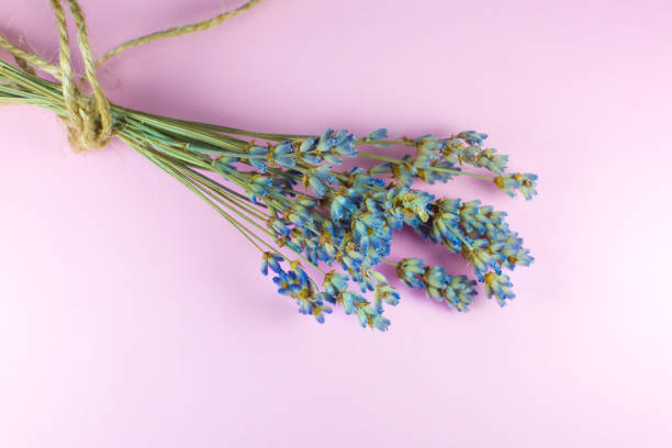 istock Decorative dry lavender bouquet on pink background. Close up. 1297573557