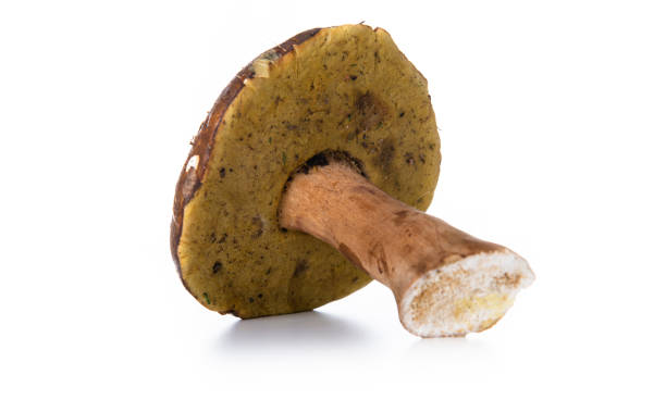 istock porcini mushroom on white background 1297573914