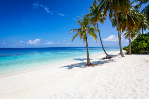 istock Tropical, sandy beach on a island in the Maldives 1297574840