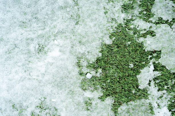 istock Close up snow on the grass texture for background 1297574881