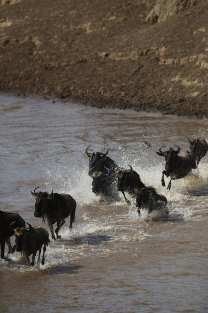 istock Herd of wildebeest in savannah in kenya 1297576533