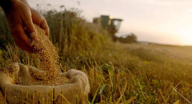 Wheat seeds pouring from hands on agricultural field