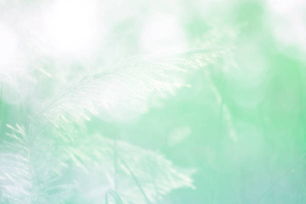 Fluffy white flower background in vintage style. Template or frame with space for graphics design or wallpaper. Blurred green natural pattern in Asian style. Plants found in tropical forests.