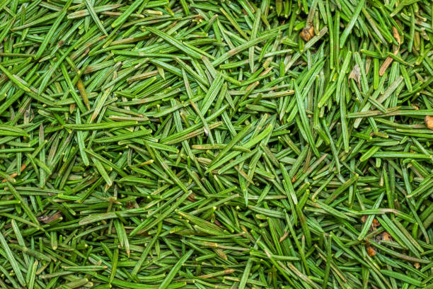 istock green spruce needles with visible details. background or texture 1297577713