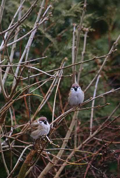 istock sparrow on the branches of a bush in winter 1297579304
