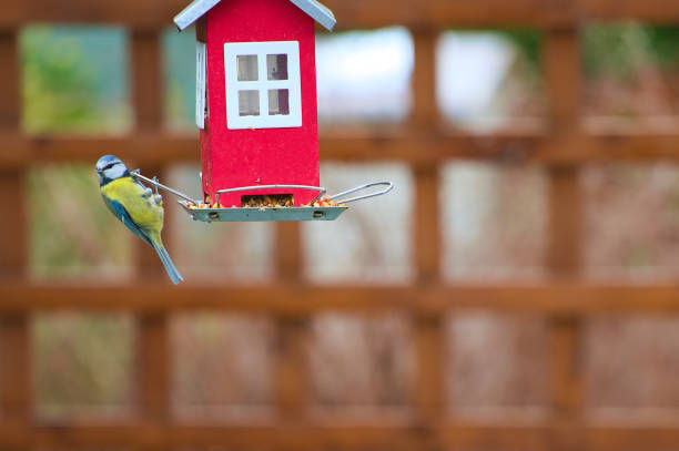 istock Eurasian blue tit (Cyanistes caeruleus) at the feeder 1297579313