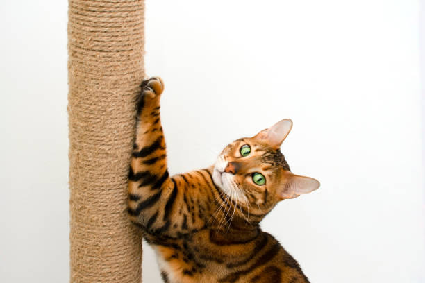 istock Awesome cute bengal cat scratching scratching post, looking at camera on white background, copy space 1297580661