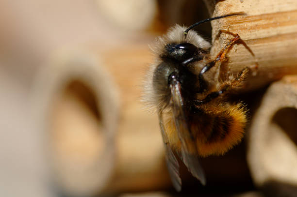 istock Close up of a bee on insect hotel 1297580683