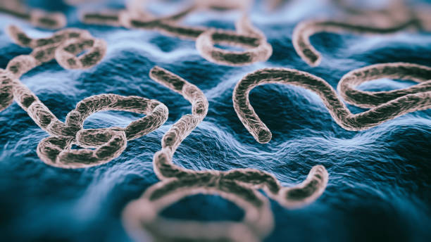 Abs Virus Ebola Abs Virus Ebola - 3d rendered image of Ebola virus. SEM view. ebola stock pictures, royalty-free photos & images