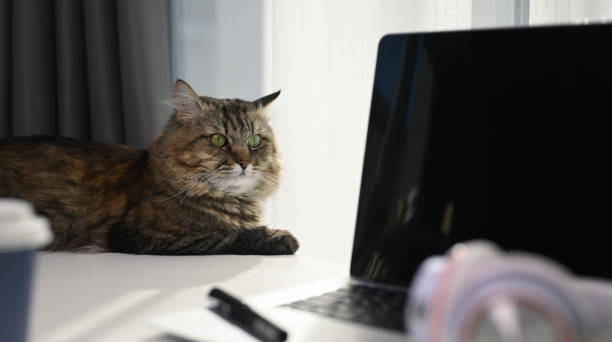 um gato adorável deitado na mesa branca com laptop e fone de ouvido em casa confortável. - domestic cat computer laptop kitten - fotografias e filmes do acervo