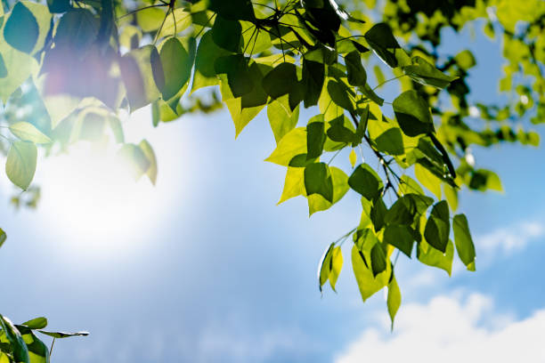 istock Sun soft light through the green foliage of the tree 1297583874