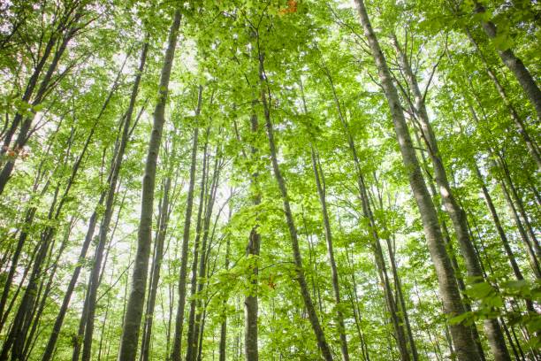 istock The trees and their woods 1297583886