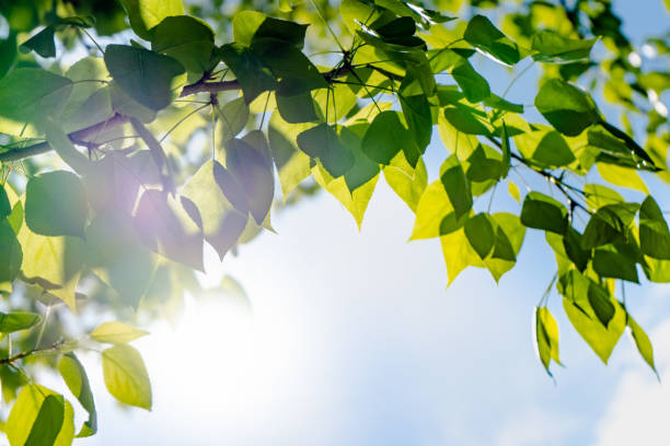 istock Sun soft light through the green foliage of the tree 1297583899