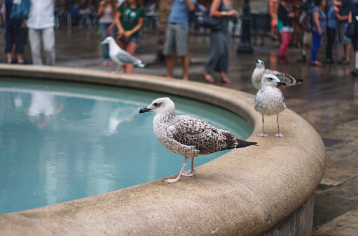 Seagull among people close-up on the board of the fountain