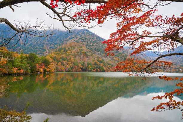 lago yunoko con foglia d'acero rosso e colorata stagione autunnale a nikko giappone - japanese maple leaf water japan foto e immagini stock