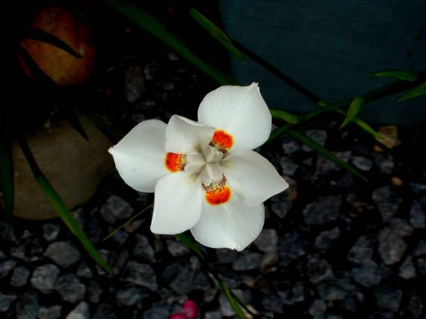 istock flor moreia bicolor - dietes bicolor 1297584905