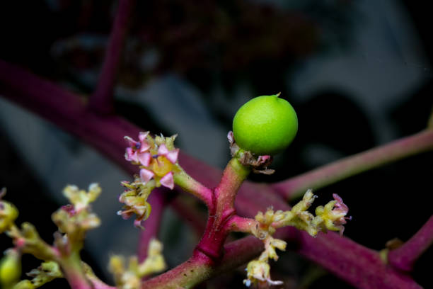https://media.istockphoto.com/id/1297585348/photo/baby-newly-formed-mango-fruit-on-tree-with-its-flowers.jpg?s=612x612&w=0&k=20&c=pSoZ4ZQ6MOmei5kCY76Xr_jjS9to72uMKd5jShk5p2w=