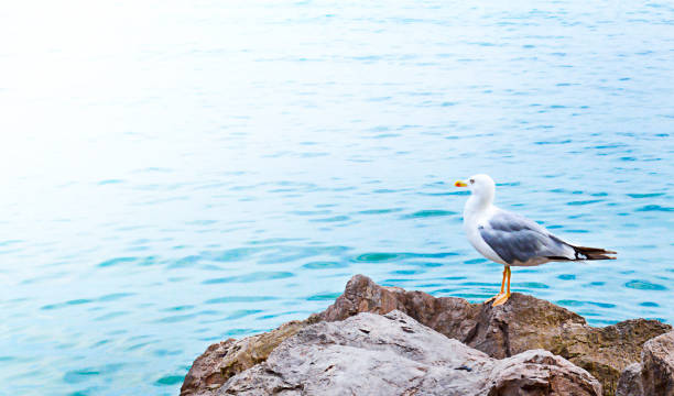 istock Seagull stand on a stone among blue water. 1297586022