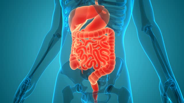 30,101 Digestive System Stock Videos and Royalty-Free Footage - iStock |  Stomach, Digestive system diagram, Digestive health