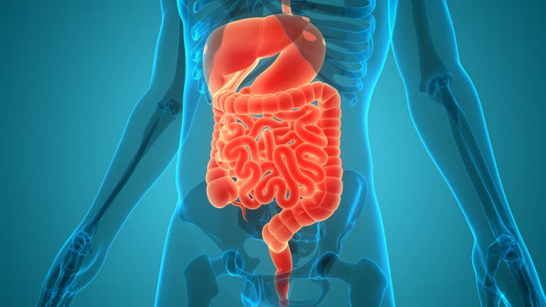 30,102 Digestive System Stock Videos and Royalty-Free Footage - iStock | Stomach, Digestive system diagram, Digestive health 30,102 Digestive System Stock Videos and Royalty-Free Footage - iStock | Stomach, Digestive system diagram, Digestive health