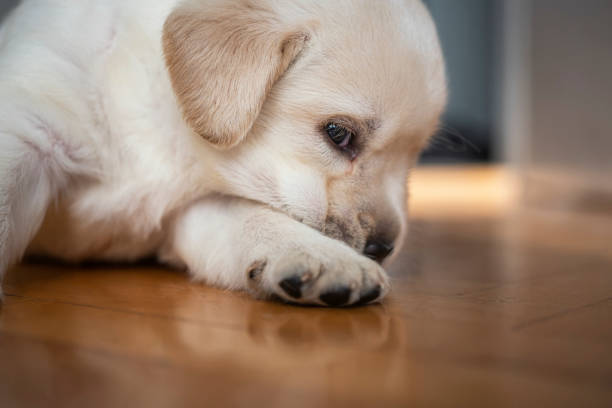 istock Cute puppy at home 1297588080