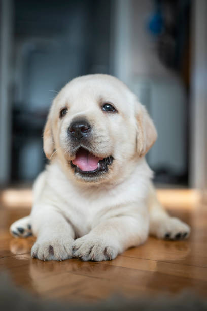 istock Cute puppy at home 1297588101