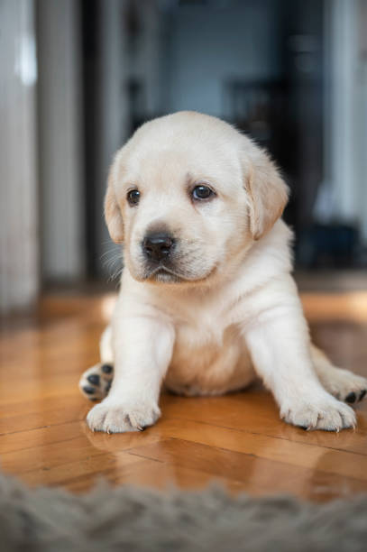 istock Cute puppy at home 1297588180