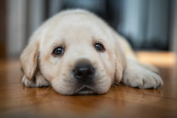 istock Cute puppy at home 1297588205