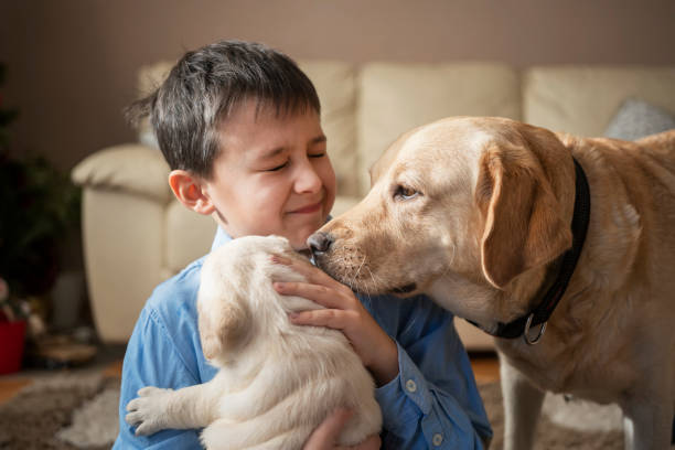 istock Cute boy playing with puppies at home 1297588229