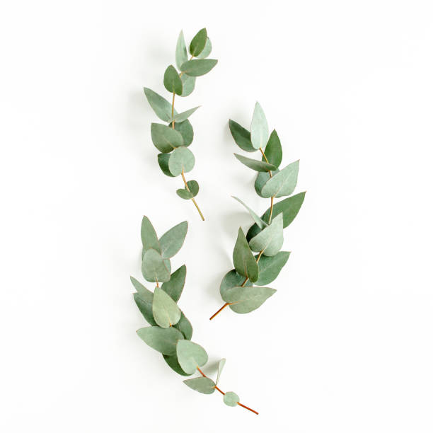 istock green leaves eucalyptus isolated on white background. flat lay, top view 1297589505