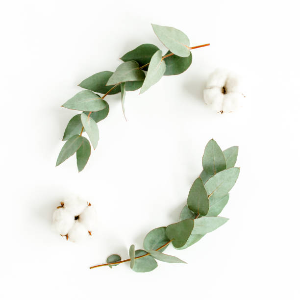 istock Wreath frame made of branches eucalyptus, leaves and cotton isolated on white background. flat lay, top view 1297589831
